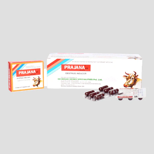 Cattle Feed Supplement